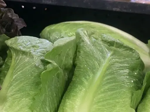 Baby cos lettuce at The Fruit Basket
