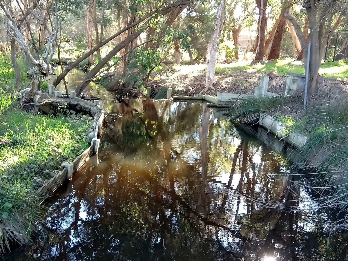 The creek that gives Bull Creek its name, lined with gum trees