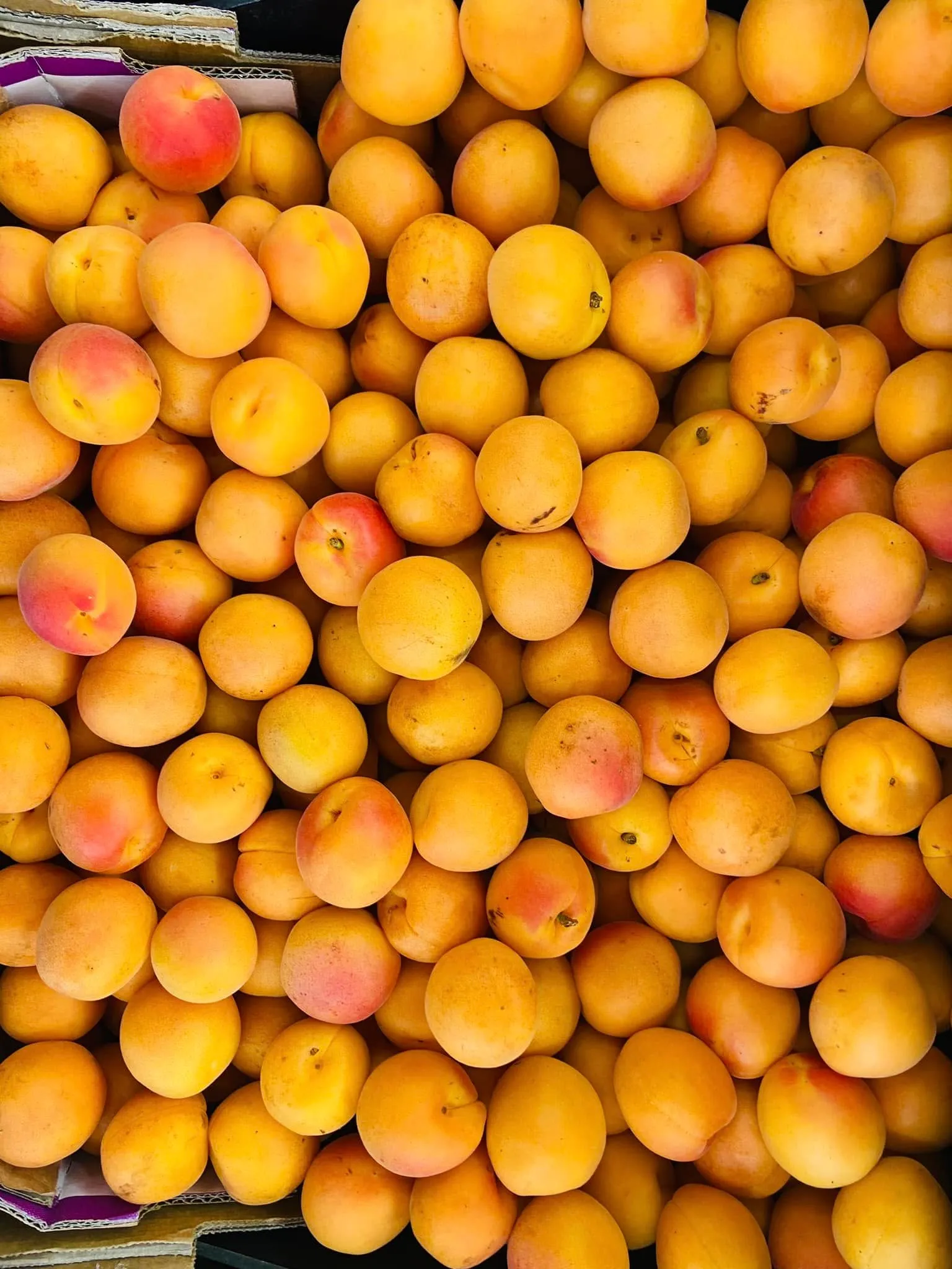 Apricots from Pemberton in a golden carpet, stems still on