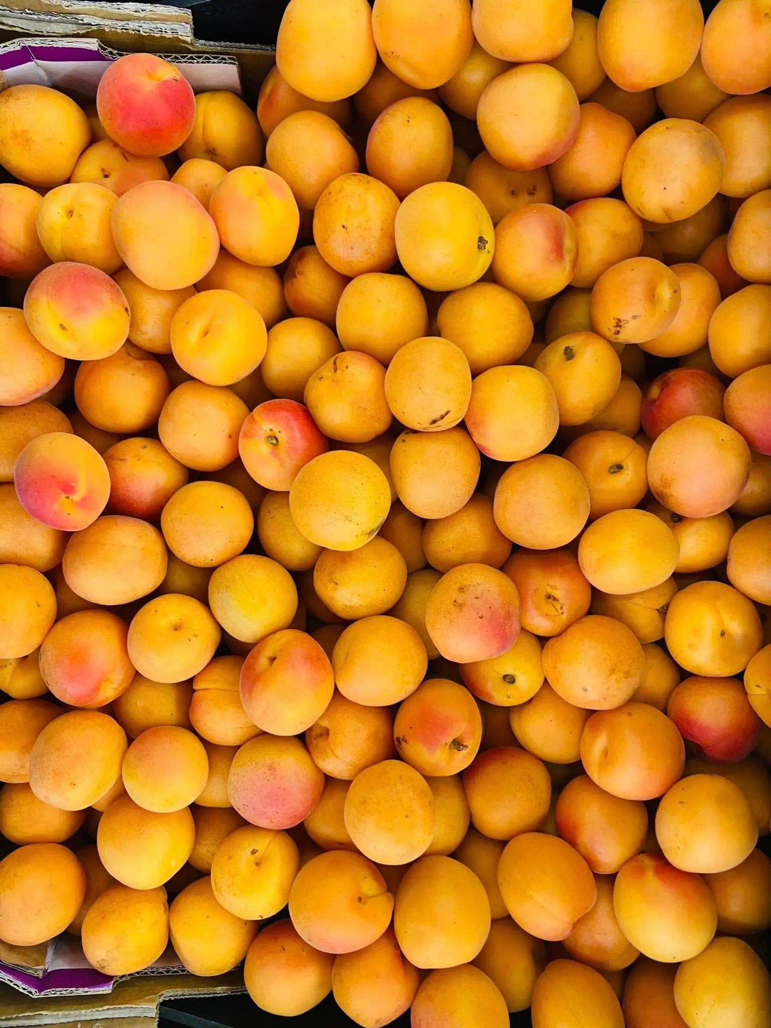 Apricots arranged across the produce display